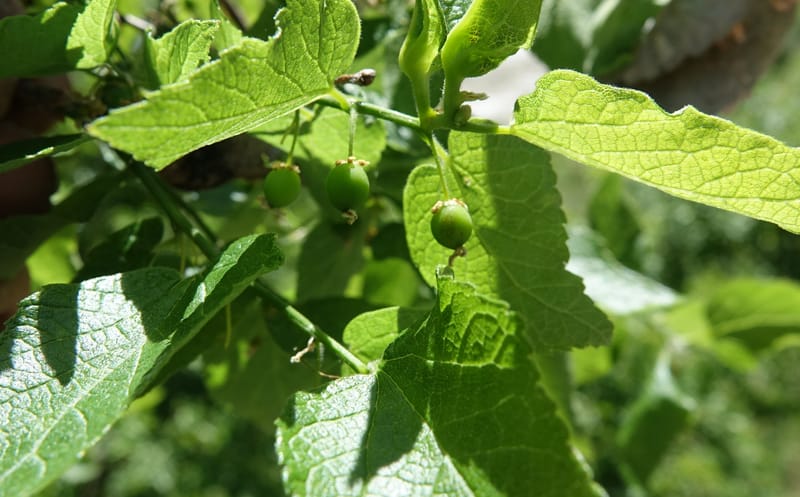 Celtis reticulata, C. Davidson 13581--ID. Idaho Co. Salmon R. Rd. E of Riggins. 24 May 2017. DSC00708. JPG (191).JPG