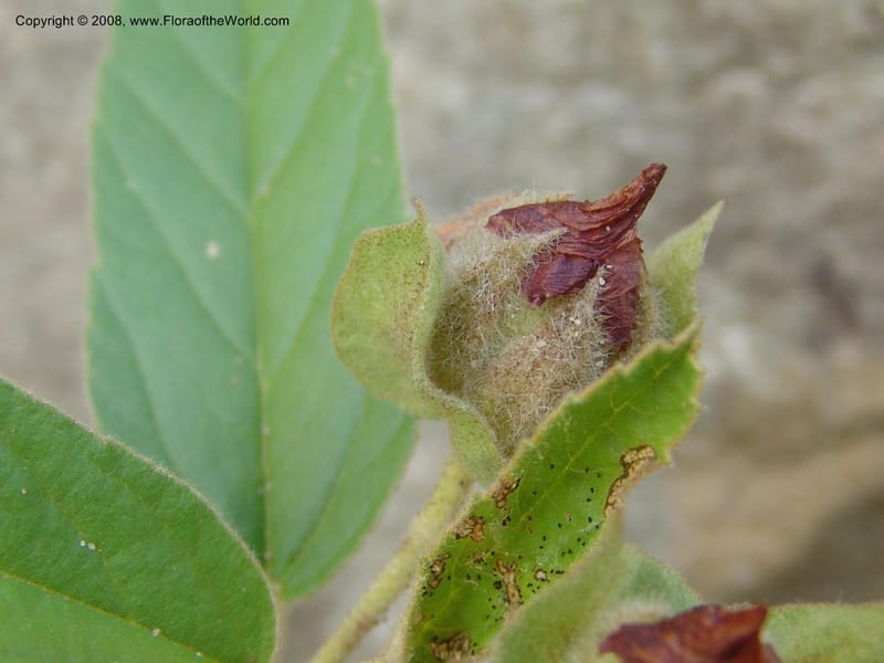 Melhania--So.Africa. E. Cape. Waringham Farm, Quanti Area, Stut. 8 Mch 05. 459.jpg
