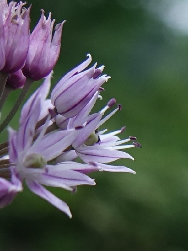 Allium schoenoprasum--Japan. Hokkaido. Teshio Exptl. For. 3 Aug 2016. DSC00757 (68).JPG