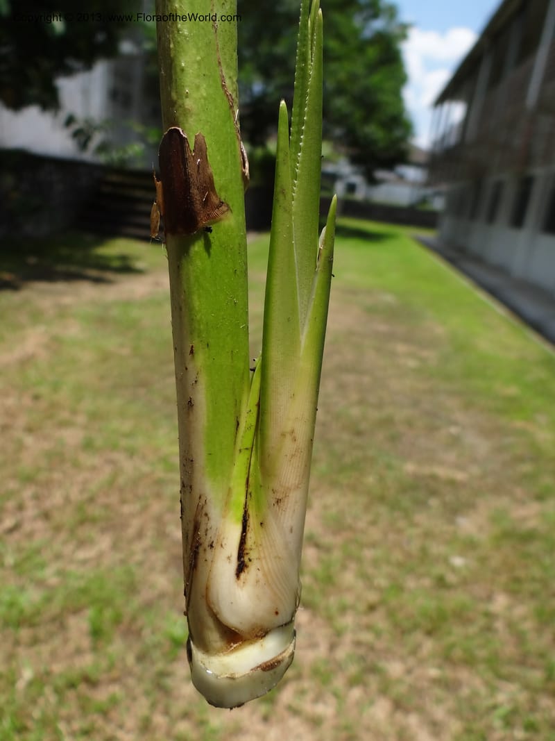 Base of stem and emerging shoot