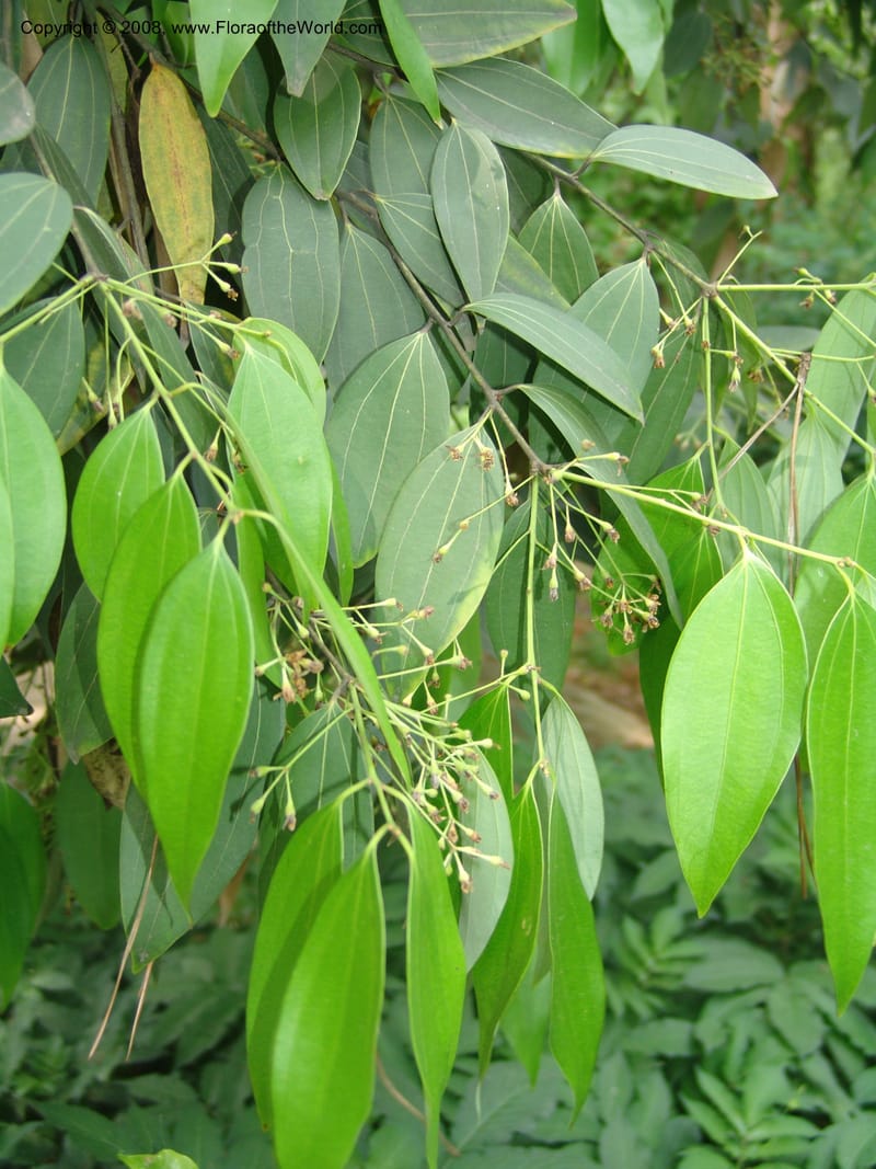 Cinnamomum jensenianum, 040920901--China. Hubei. Wuhan Botanical Garden. 24 Apr 07. 219.jpg