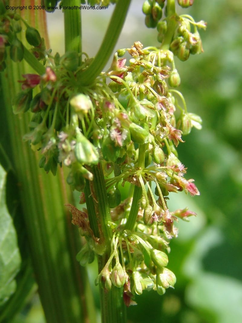 Rumex alpina--Georgia. Kazbegi region. Kora Gorge. 3 Jun 05. 022.jpg