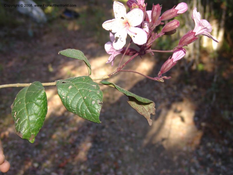 Clerodendrum, ZRogers1203--Madag. Anjozorobe, Aire Protegee, E Antsahabe. 17 Nov 06. 282.jpg