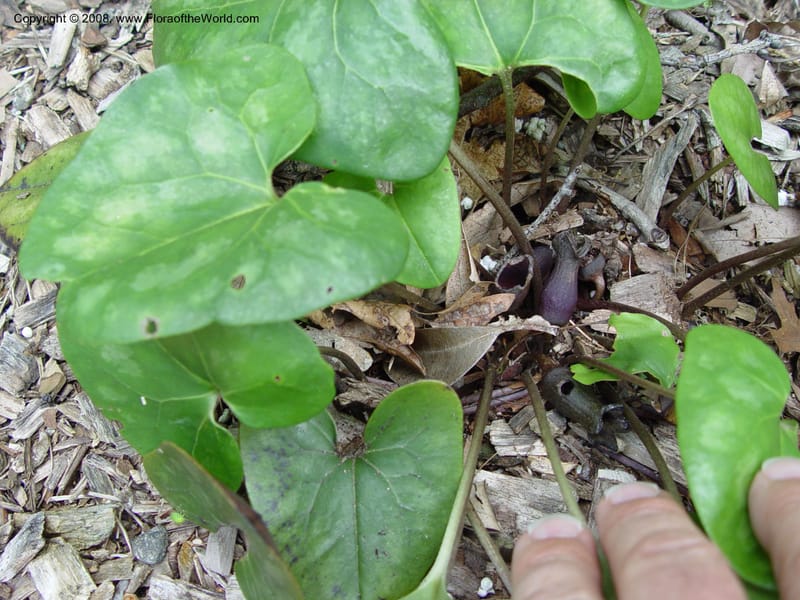 Asarum arifolium--CT. Hamden. Broken Arrow Nursery. 27 Jun 03. 034.jpg