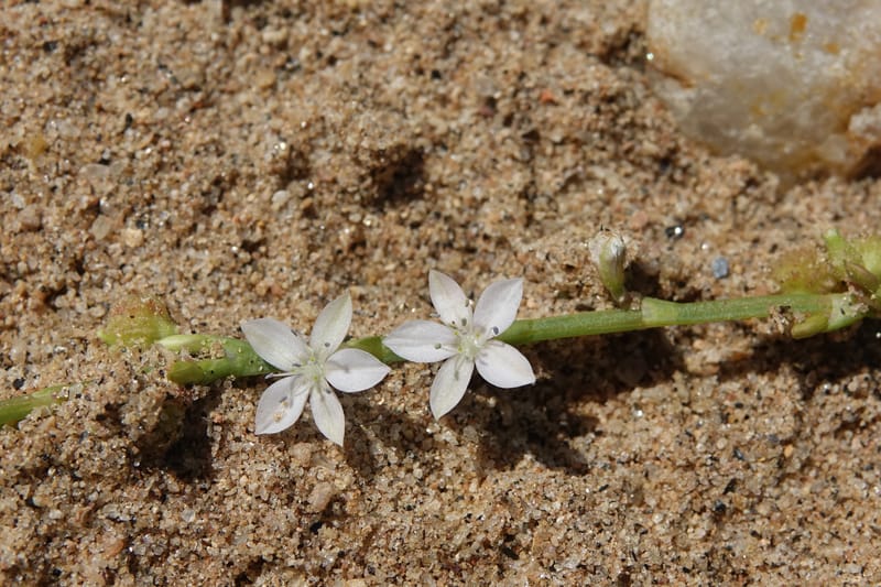 Oxygonum alatum, L. Nanyeni 1143--Namibia. B1 to Rehoboth, Frankie Fredricks St. 15 Mar 2018. DSC00565 (119).JPG