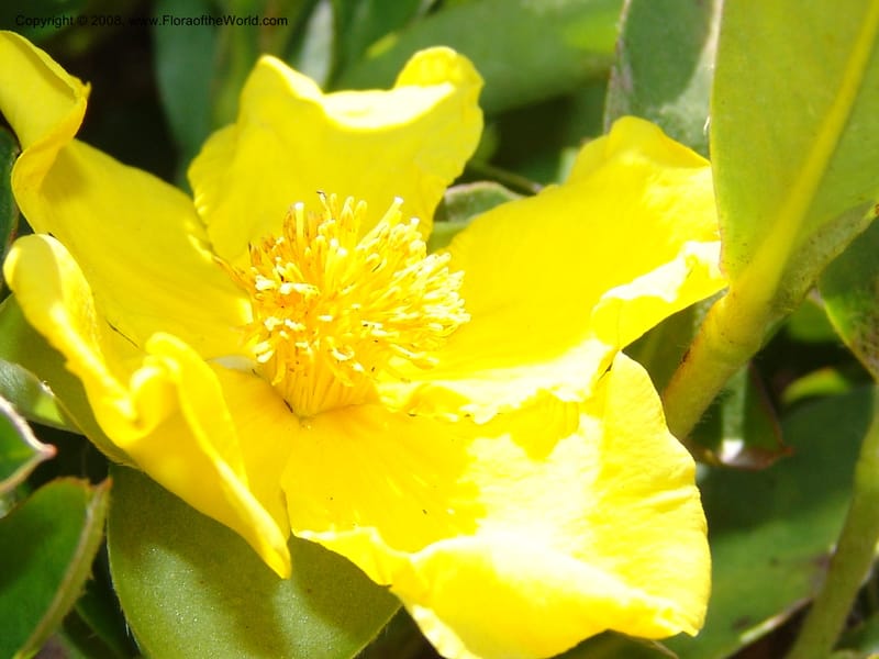 Hibbertia scandens, 77.74--CA. UC Santa Cruz Arboretum.  1 Jul 06. 141.jpg