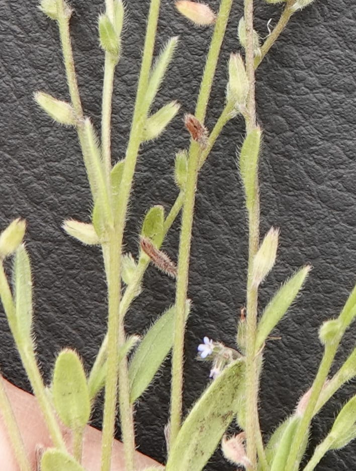 Myosotis stricta, C. Davidson 13755--Oregon. Wallowa Co. Zumwalt.Trail Cr. Rd. 4 Jun 2018. DSC04078 (210).JPG
