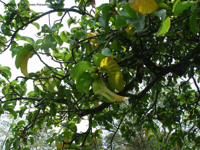 Artocarpus falcata, fem.--Cameroon. Limbe Botanic Garden. 4 Dec 03. 193.jpg