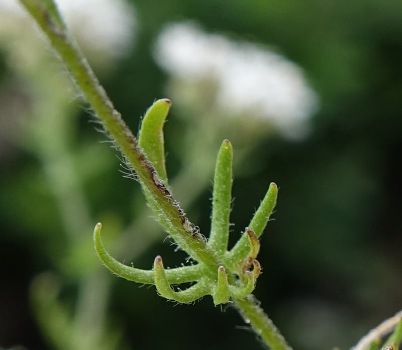 Eremosyne pectinata, Davidson, C 13494--Australia. W. A. Two People's Bay Nat. Res. 29 Oct 2016. DSC06475 (21).JPG
