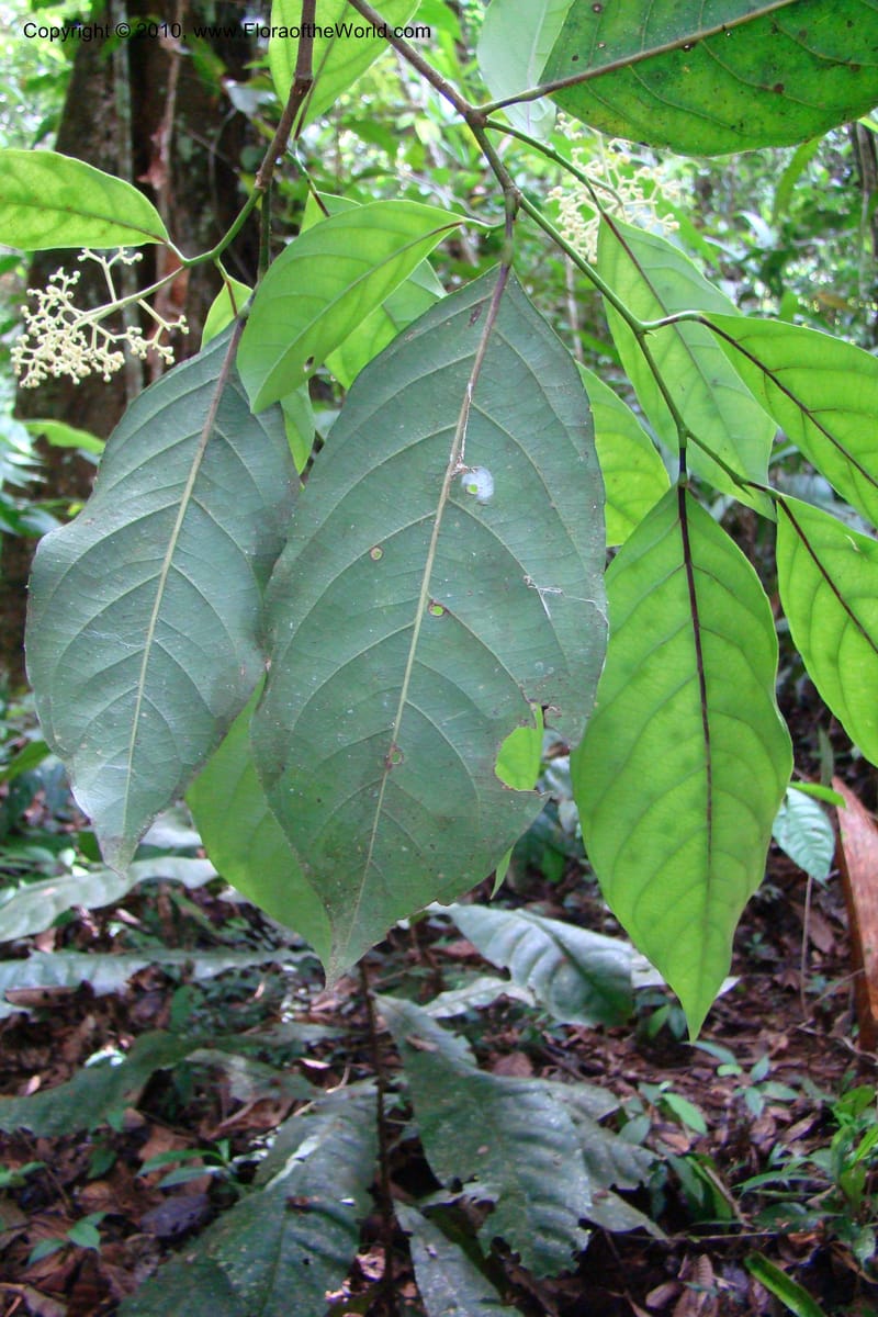 Rinorea guianensis, RVasquez35043--Peru. Loreto. Dto. Iquitos. Res. Allpahuayo-Mishana. 19 Nov 08. 217.jpg