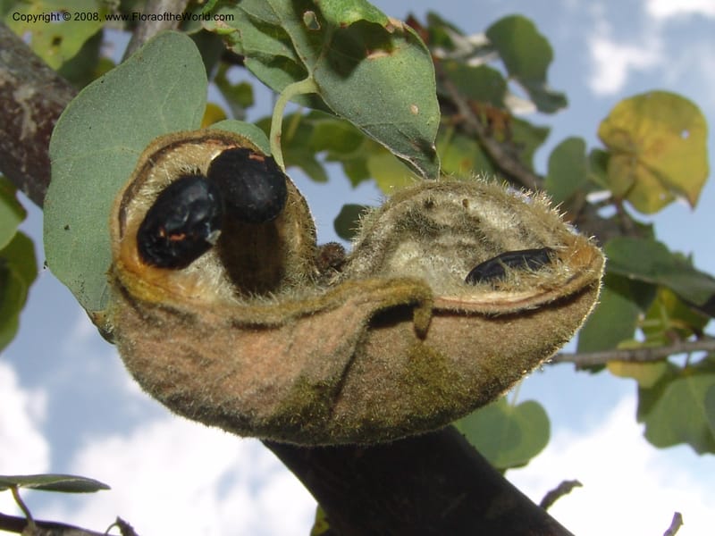 Sterculia rogersii--So.Africa. Mpumal. twd Steelpoort. 16 Mch 05. 033.jpg