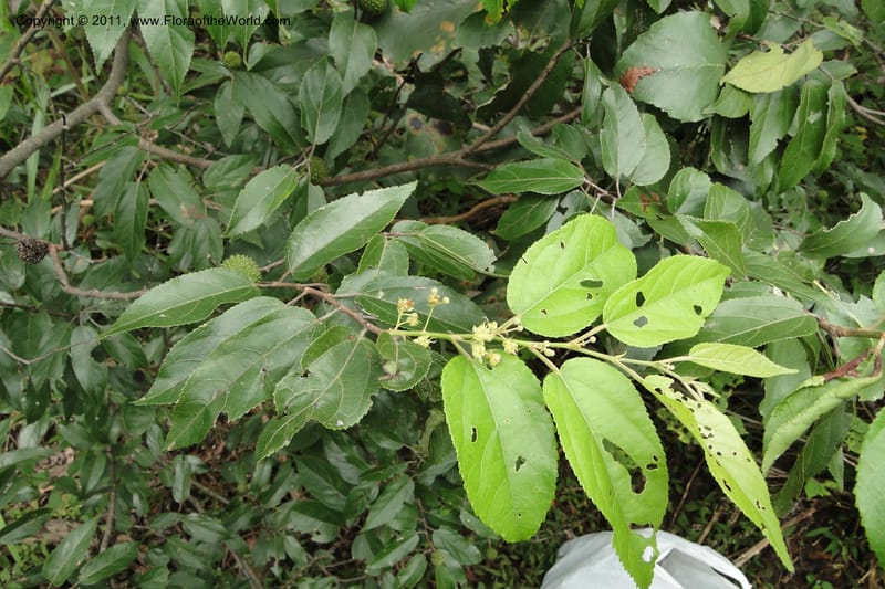 Guazuma ulmifolia, W. D. Stevens 31172--Paraguay. Edo. Concepcion. Garay Cue. 19 Mar 2011. 345 (13).jpg
