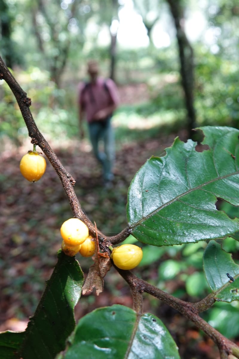 Horsfieldia prainii, D. Boufford 44155--China. Yunnan. Bam Po village. 5 May 2018. DSC02406 (101).JPG