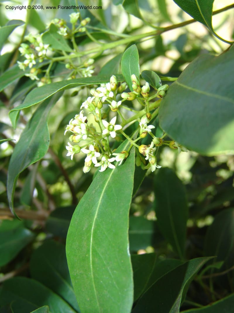 Pittosporum--Kenya. Limuru.  Brackenhurst Bot. Gard. 12 Jul 04. 014.jpg