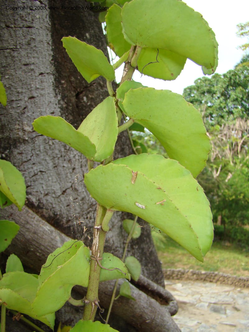 Cissus rotundifolia--Tanz. Karimjee Bot. Garden, Dar es Salaam. 30 Jan 08. 021.jpg