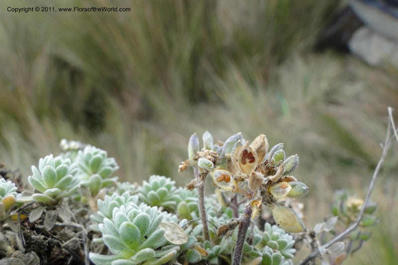 Draba, Ulloa 2022--Ecuador. Napo. Volcan Antesana. 2 Jun 2011. 257 (1).jpg