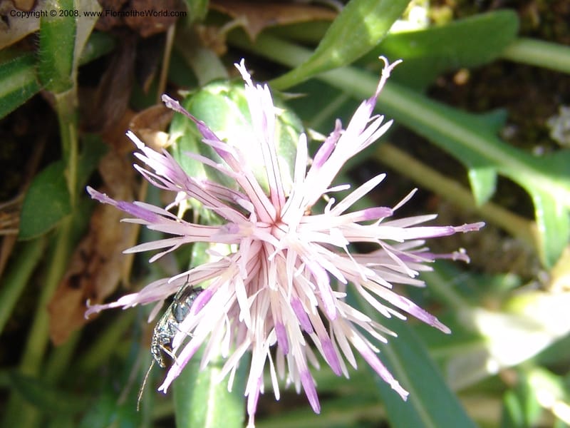Centaurea raphanina ssp raphanina--Crete. Ep. Kisamos. Sirikari Gorge. 25 May 05. 022.jpg