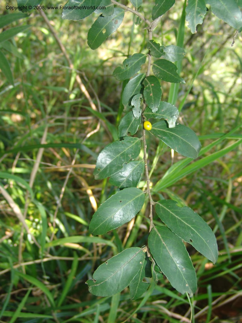 Maytenus peduncularis--So.Africa. Mpumal. Buffelskloof Private Nat. Res. 17 Mch 05. 055.jpg