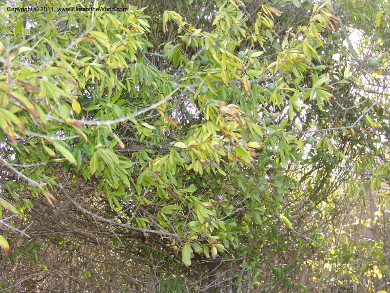 Strychnos decussata, ROR1497--Madag. Orangea For. Res. near Antsiranana. 5 Nov 06. 574.jpg