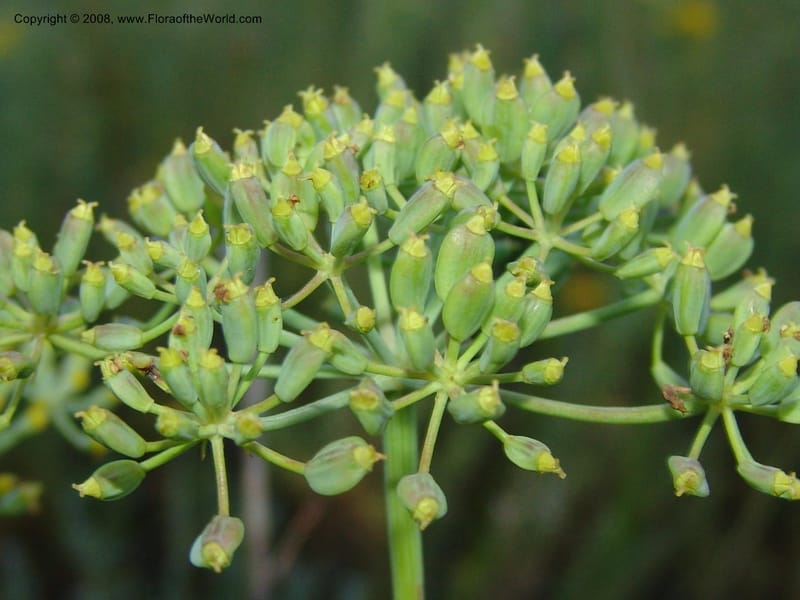 Peucedanum capense--So.Africa. E. Cape. Joubert's Pass, SE of Lady Gray. 9 Mch 05. 317.jpg