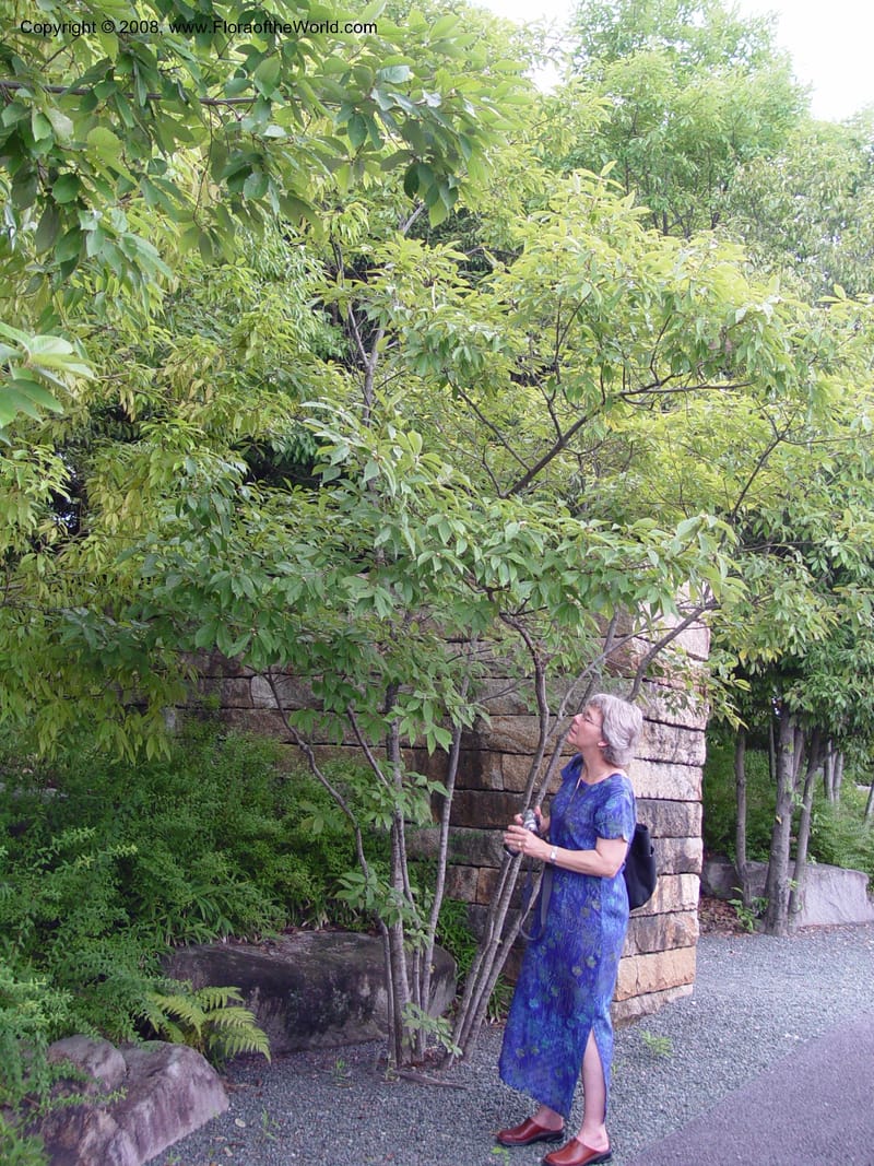 Quercus--Japan. Toyota.  Toyota Municipal Art Museum.  19 Jul 03. 060.jpg