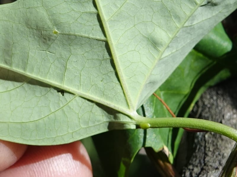 Passiflora aurantia, Davidson, C 13330--Australia. Qld. Jacob's Well. 16 Oct 2016. DSC02498 (100).JPG