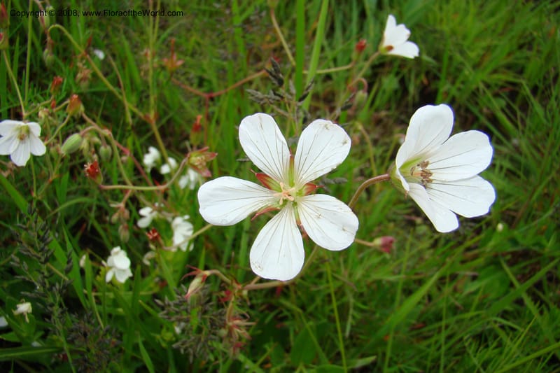 Geranium incanum, WKindeketa3021--Tanz. Makete Distr. Kitulo Nat. Pk. 25 Jan 08. 144.jpg