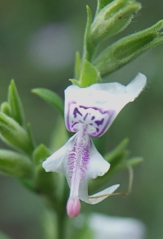 Hypoestes forskaolii, L. Nanyeni 1270--Namibia. Hwy D2860, 0.5 km E of Peace Garden Lodge. 30 Mar 2018. DSC04262 (45).JPG