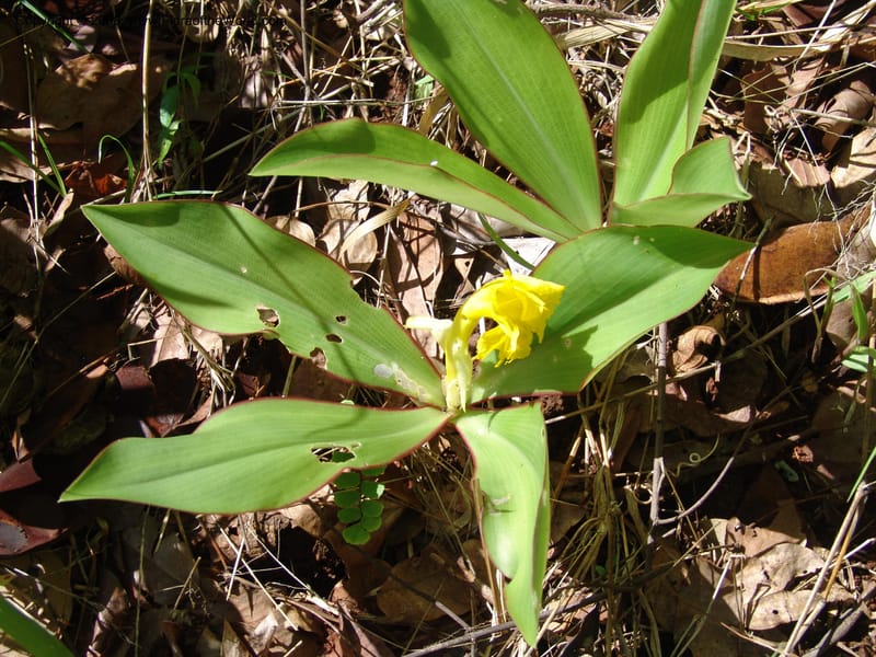 Costus, GSimon1492--Tanz. Ulanga Dist. Miombo. Ca. 10 km N of Mahenge. 18 Feb 06. 484.jpg