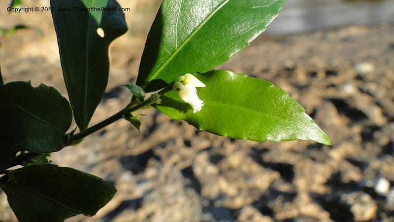 Rinorea angustifolia, N. Manjato 151--Madagascar. Mania River. 1 May 2010 159 (23).jpg
