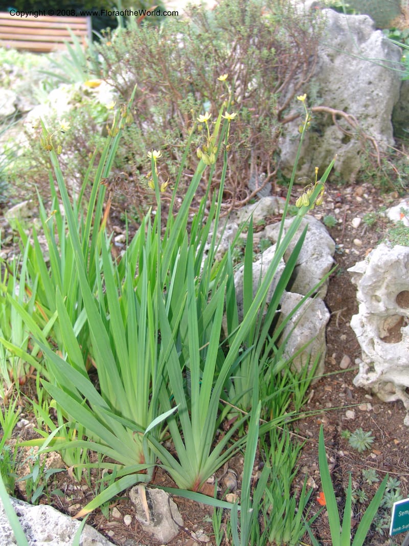 Sisyrinchium tinctorium--France. Paris. Jardin des Plantes. 4 Sep 07. 254.jpg