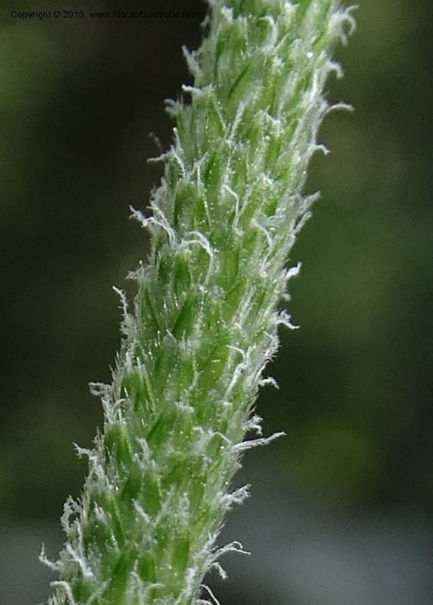 Alopecurus aequalis, Davidson, C 12610--Idaho. Valley Co. Payette Lake. Sylvan Cr. 20 Jul 2014. DSC00669 (120).JPG