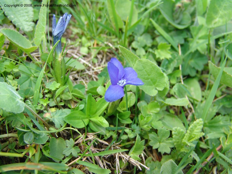 Gentiana angulosa--Georgia. Kazbeki . Trail-road to Sameba Church. 2 Jun 05. 069.jpg