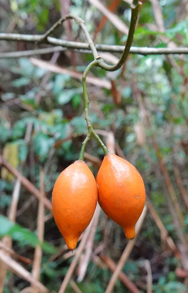 Tabernanthe iboga, C. Davidson 13949--Gabon. Mondah. Arb Raponda Walker. 4 Nov 2018. DSC01949 (69).JPG
