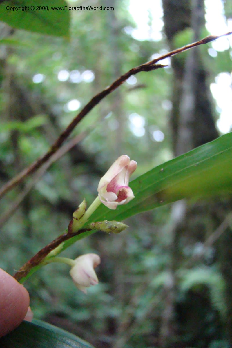 Polystachya albescens ssp. imbricata, WKindeketa2982--Tanz. Rungwe Distr. Rungwe For. Res. 24 Jan 08. 110.jpg
