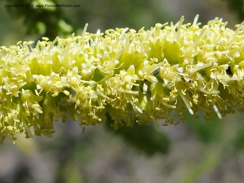 Prosopis glandulosa, Davidson, C 11938--AZ. Yavapai Co. Crown King Rd. 7 May 2012. DSC0894 1 (12).JPG
