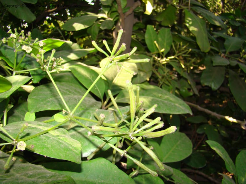 Pisonia umbellifera--Australia. Royal Botanic Garden, Melbourne. 19-20 Mch 08. 046.jpg
