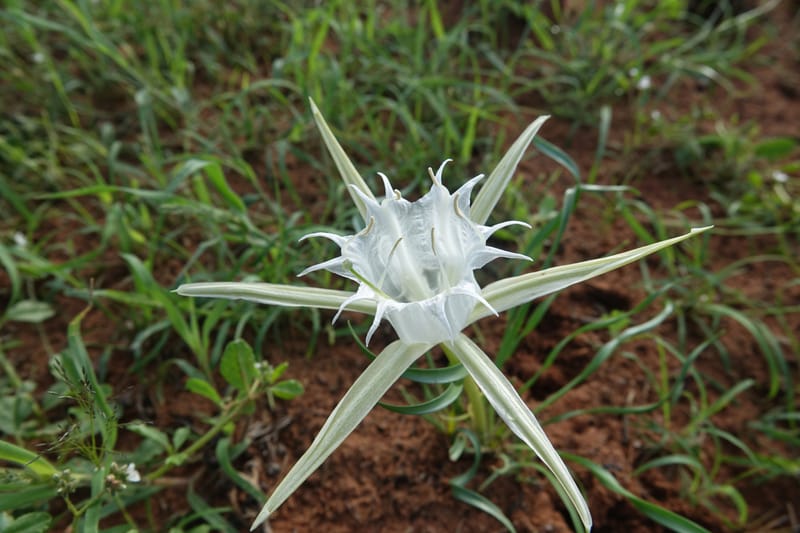 Pancratium tenuifolium, L. Nanyeni 1257--Namibia. Hwy D1471, S of Eningu Farm. 28 Mar 2018. DSC03969 (6).JPG
