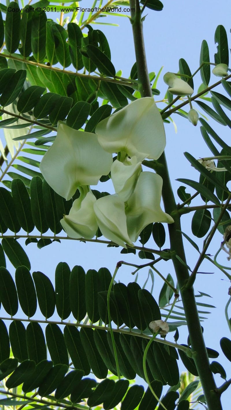 Sesbania grandiflora, Gereau--Tanzania. Univ. of Dar es Salaam. 9  May 2010 367 (22).jpg