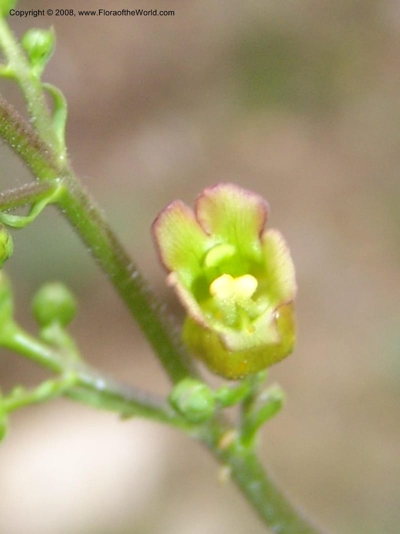 Scrophularia lanceolata, CDavidson11115--ID. Adams Co. For. Serv. Rd. 453, to Goose Lk. 20 Jul 07. 159.jpg