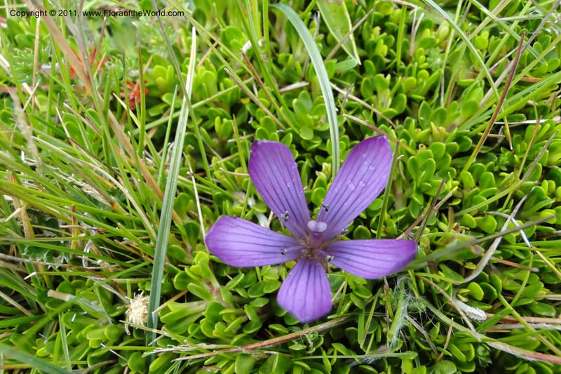 Gentianella, Ulloa 2012--Ecuador. Napo. Volcan Antesana. 2 Jun 2011. 129 (4).jpg