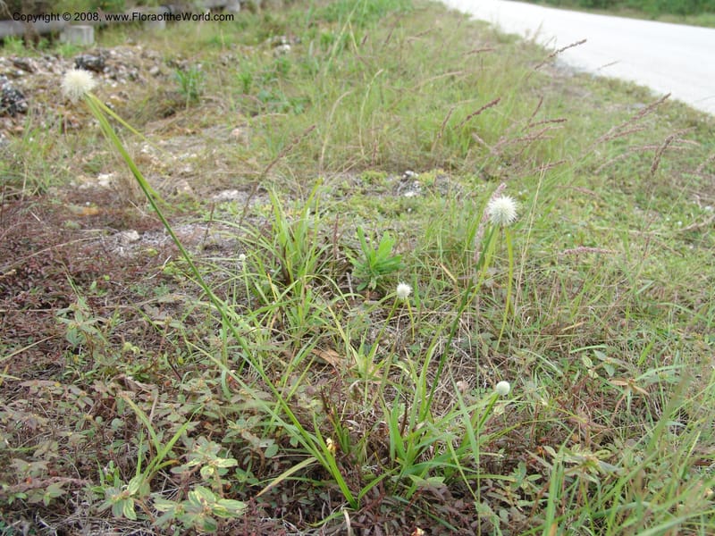 Cyperus--Tanzania. Zanzibar. Jozani Forest to Paje Rd. 17 Jul 04. 066.jpg