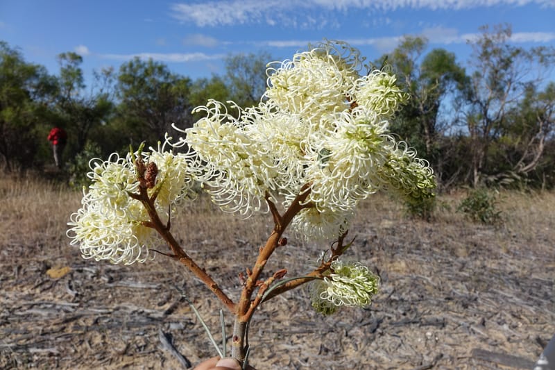 Grevillea leucopteris, Davidson, C 13440--Australia. W.A. Eneabba-Coolimba Rd. 24 Oct 2016. DSC05242 (78).JPG
