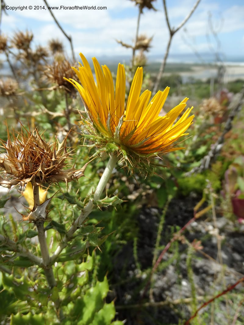 Berkheya barbata, Davidson, C 12314--South Africa. Western Cape. E. side, Fernkloof. 24 Jan 2014. DSC01799 (97).JPG