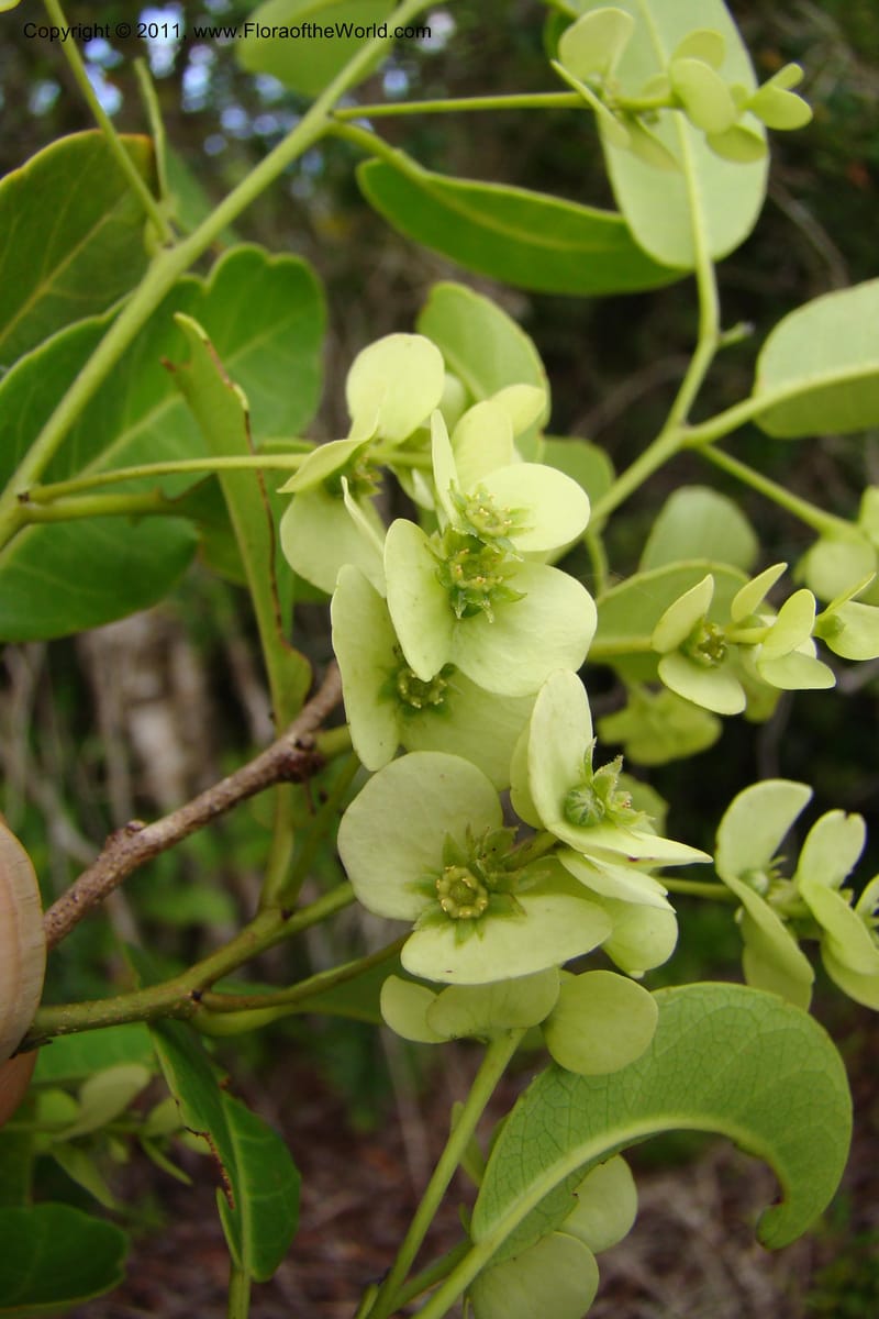 Homalium involucratum, Razafindraibe 190--Madagascar. Prov. Fianarantsoa. RN 12. 14 Jan 09. 019 (8).jpg