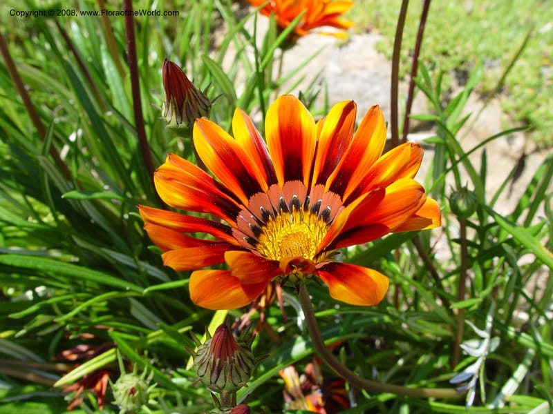 Gazania krebsiana--Spain. Blanes. Marimurtra Bot. Gard. 24 Apr 04. 204.jpg