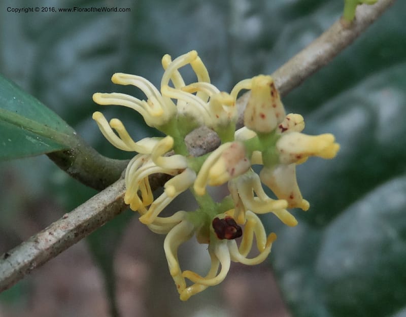 Chionanthus, Davidson, C 12886--Sabah. Sapa Paya For. Res. 23 Mar 2015. DSC00001 (95).JPG