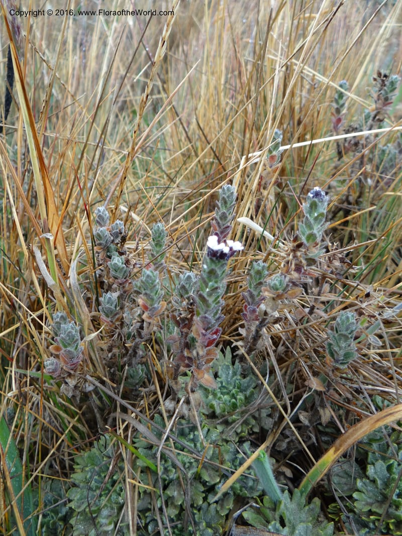 Draba, Ulloa, C 2421--Ecuador. Pichincha. Nevado Cayambe. 6 Oct 2012. DSC07236 (184).JPG