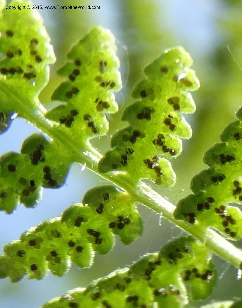 Woodsia scopulina, Davidson, C 12843--Idaho. Valley County. Sylvan Beach. 15 Jun 2015.  (32).JPG
