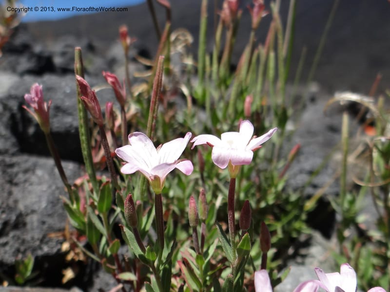 Epilobium, WDS 34141--Chile. P.N. Laguna del Laja. Ski lodge. 18 Feb 2013. DSC01783 (3).JPG